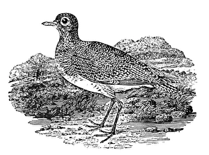 Thomas Bewick Artwork Drucke: 0082184