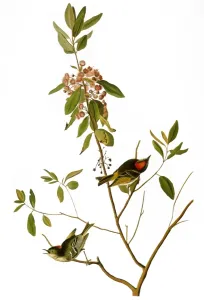 Early American Wildlife Art Drucke: AUDUBON: KINGLET, 1827. Ruby-crowned Kinglet (Ruby-crowned Wren)
