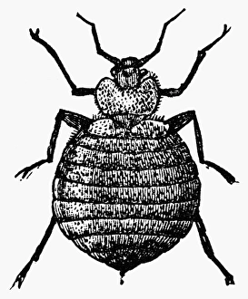 Cimex Lectularius Drucke: BEDBUG. The bedbug (Cimex lectularius). Wood engraving, c1900