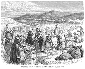 Rural Harvest Scene Drucke: BERRY PICKING, 1875. Picking and sorting cranberries on Cape Cod. Wood engraving, 1875