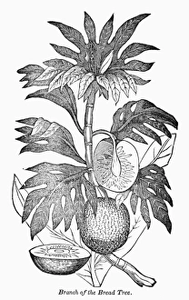 Engraved Botanicals Drucke: BOTANY: BREADFRUIT TREE. Branch of the breadfruit tree. Wood engraving, 19th century
