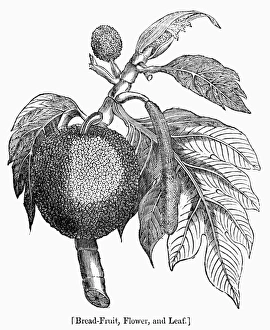 19th Century Wood Engravings Drucke: BOTANY: BREADFRUIT TREE. Flower and leaf of the breadfruit tree