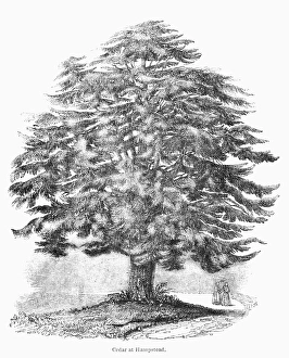 19th Century Wood Engravings Drucke: BOTANY: CEDAR TREE. Cedar tree at Hampstead, England. Wood engraving, 19th century
