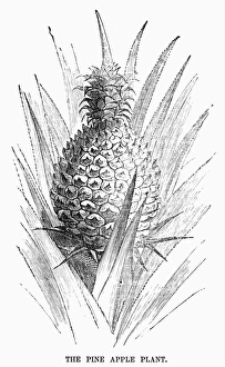BOTANIE: ANANAS COMOSUS. Holzschnitt, 19.Jahrhundert