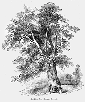 Woodcut Botanical Prints Drucke: BOTANY: THE PLANE TREE. Platanus orientalis. Wood engraving, 19th century