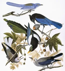 Drucke von AUDUBON: JAY UND MAGPIE.Skrabenseegeier (Aphelocoma coerulescens), Stellers Seegeier (Cyanocitta stelleri), Gelbe Schnabelmäusekauz (Pica nuttalli) und Clarkes Nussknacker (Nucifraga columbiana) A Drucke: AUDUBON: SCHRECKDRAKE UND MAGIER
