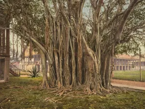 Vintage Botanicals Drucke: FLORIDA: RUBBER TREE, c1900. Rubber tree in the U