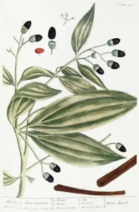 Botanik Drucke: MALABAR ZIMTBOHM, 1735. Die Malabare oder javanische Zimt-Pflanze