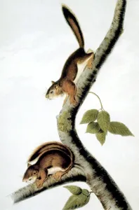 Audubon Style Wildlife Art Drucke: SQUIRREL. Richardons Columbian Squirrel (Sciurus richarsonii): lithograph