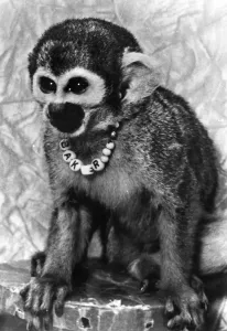 Drucke von RATTLERMONKEY : BACKER, 1979.Die Miss Baker, eine der ersten Primaten zu einem Weltraumflug fertiggestellt hat 1959 Alabama Drucke: Frau Miss Baker war eine der ersten Primaten die einen Weltraumflug im Jahr 1959 absolvierte
