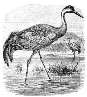 Common Crane Images Drucke: Common Crane