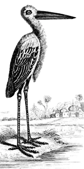 Crane Wildlife Photography Drucke: CRANE