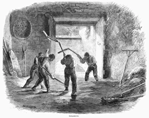 American Farming History Drucke: FARMING: THRESHING WHEAT. Threshing with hand flails. Wood engraving, 1859