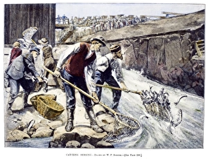 Traditional Fishing Industry Drucke: FISHING, 1887. Catching herring from a stream on Cape Cod