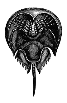 Riesenkrabben. Die Unterseite eines Königs oder Riesenkrabbe (Xiphosurus sowerbyi). Linienradierung um 1882