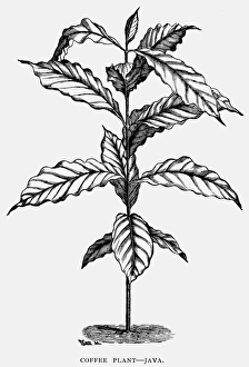 19th Century Botany Art Drucke: JAVA: COFFEE PLANT. A coffee plant from Java. Wood engraving, late 19th century
