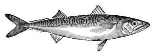 Ichthyology Illustrations Drucke: MACKEREL. Line engraving