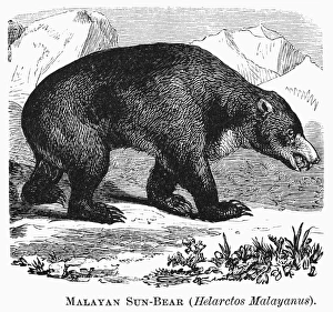 Drucke von Malaysischer Sonnabär. Helarctos malayanus. Linolschnitt, 19.Jhdt Sonnenbär Drucke: Malaysischer Sonnabär (Helarctos malayanus). Linolschnitt aus dem 19. Jahrhundert