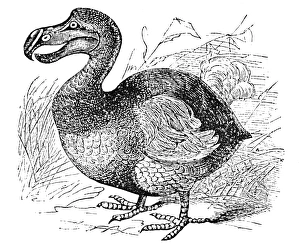Die Mauritisdornvogel (Raphus cucullatus), ein jetzt ausgestorbenes Flugloses Vogelart. Lithographie, 1879