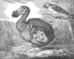 Drucke von Die Mauritiusdornvogel (Raphus cucullatus) ist ein jetzt ausgestorbener Flugfresser Vogel. Holzgravur, 1833, nach einer Gemälde im Britischen Museum Dodo Drucke: Der Mauritiusdodo (Raphus cucullatus)