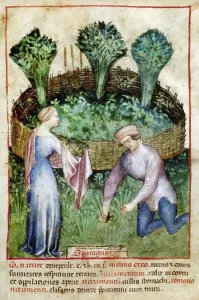 Melonen aus dem 14.Jh., Melken von Melonen. Illumination im Manuskript "Tacuinum sanitatis in medicina", Norden Italiens, spätes Jh. des Mittelalters