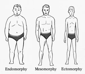Eine Darstellung der drei grundlegenden Körpertypen oder Somatotypen wird nach dem amerikanischen Psychologen William Herbert Sheldon als Beziehung zu Unterschiede in menschlichem Temperament angesehen. Von links nach rechts: Endomorph, Mesomorph und Ektomorph