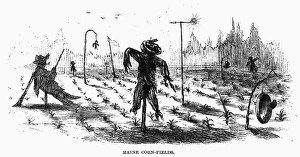 Antique American Artwork Drucke: SCARECROWS. Scarecrows guarding a cornfield in Maine