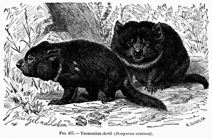 19th Century Zoology Art Drucke: TASMANIAN DEVIL. Dasyurus ursinus. Line engraving, 19th century