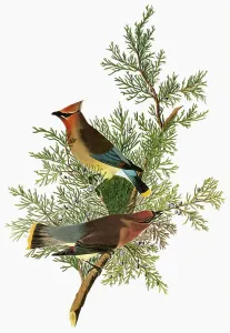 AUDUBON: MEISENZWIESEL. Zedernmeisenzwirl (Bombycilla cedrorum)