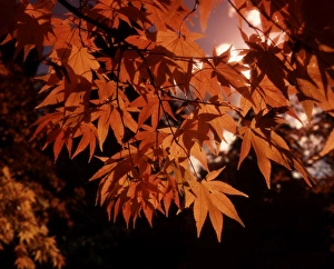 Drucke von Die Herbstfarbe im Wald der Cotswolds, Gloucestershire Bilder Datiert 2012 Juni: Herbstfarbe