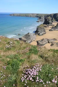 Drucke von Die Bedruthan Steps an der Nordküste von Cornwall in der Nähe von St Eval; auf einem Frühlingstag mit dem Thrift oder Meerrose, die ausblüht Bilder Datiert 2012 Mai: Die Bedruthan Steps