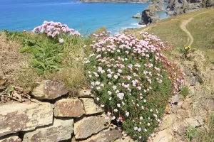 Drucke von Die Bedruthan Steps an der Nordküste von Cornwall in der Nähe von St Eval; am ersten Frühlingstag mit dem Thrift oder Meerrose in Blüte Bilder Datiert 2012 Mai: Die Bedruthan Steps