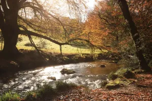 Cornwall Drucke: Fälle von Golitha