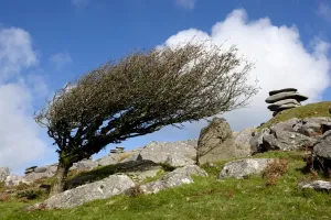 Drucke von Ein Windbeutelbaum geformt durch den Wind über Jahre hoch auf Bodmin Moor unter dem Cheesewring einem Granitfelsen am östlichen Hang des Moors an Stow Hill nahe Minions in Cornwall Schergen Drucke: Windwurfsteine auf dem Bodmin Moor
