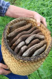 Bee-Skeps