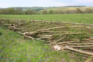 Hedging