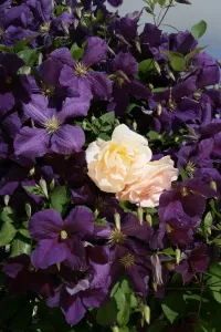 Bilder Datiert 2005: Clematis