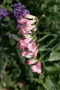 Bilder Datiert 2006: Penstemons