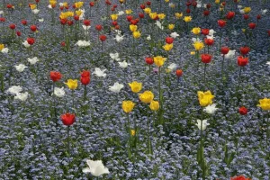 Bilder Datiert 2006: Frühlings-Tulpen