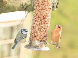 Wildlife Photography Cornwall Drucke: Feeding time