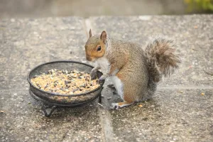 Bilder Datiert 24. Juni 2012: Squirrel
