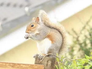 Drucke von Ein Eichhörnchen im Garten von Garden Cottage Looe Bilder Datiert 2012 Juni: Squirrel