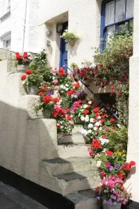 Drucke von Blumen aus einem Cottage in der kornische Fischersiedlung von Polperro Polperro Drucke: Polperro, Cornwall