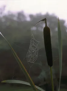 Launisch Drucke: Cobweb