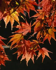Westonbirt