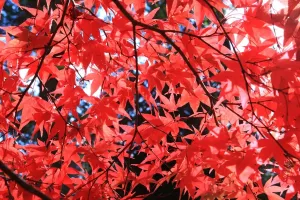 Bäume Drucke: Westonbirt
