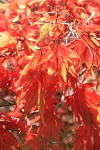 Bäume Drucke: Westonbirt