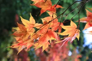 Bäume Drucke: Westonbirt