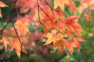 Bäume Drucke: Westonbirt