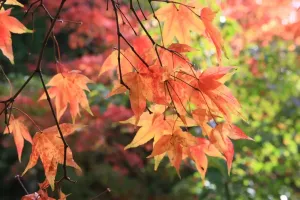 Bäume Drucke: Westonbirt